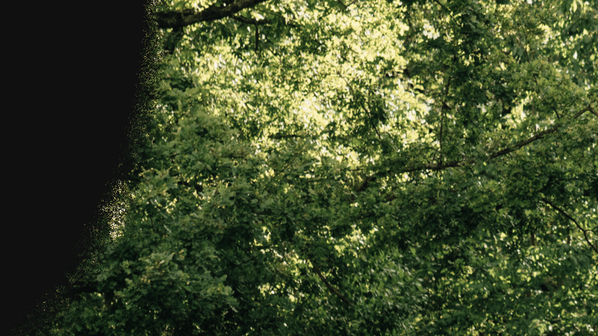 Rooted in Sweden featured content