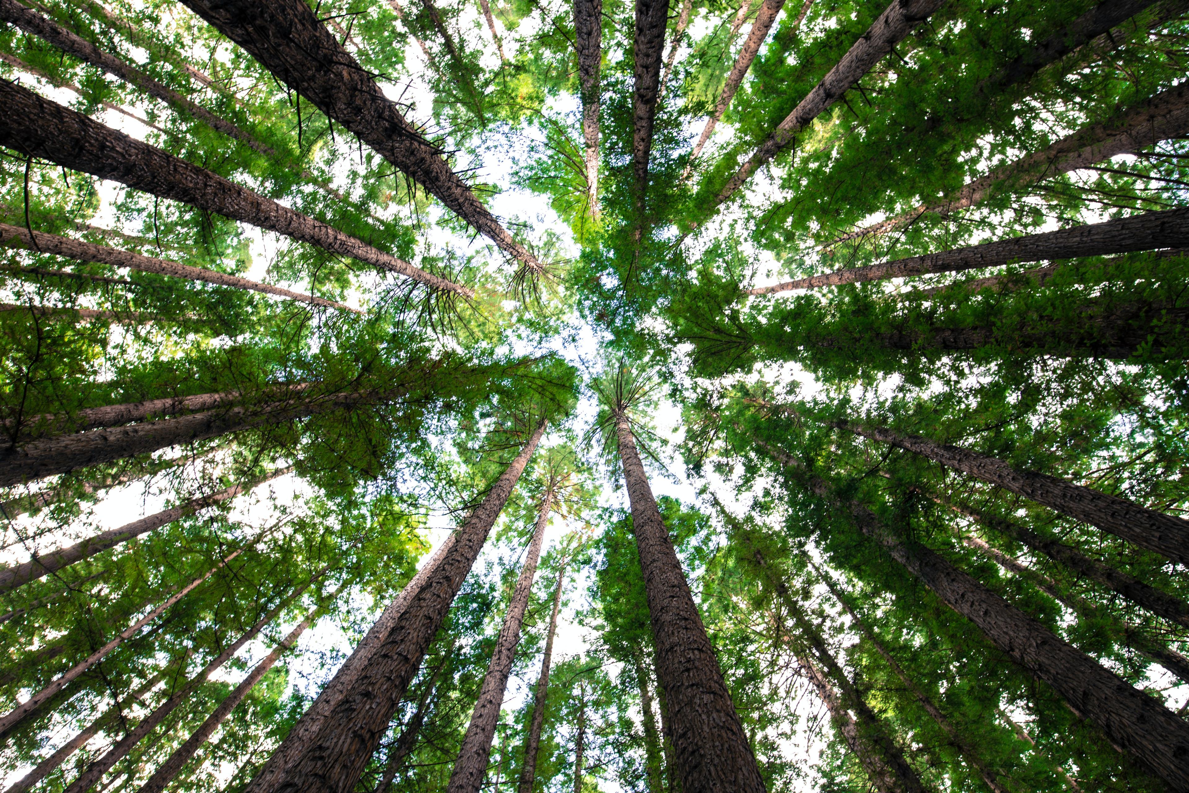Mentimeter becomes the first Swedish startup to commit to offsetting its carbon emissions using Direct Air Capture technology